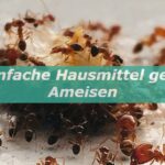 Hausmittel gegen Ameisen