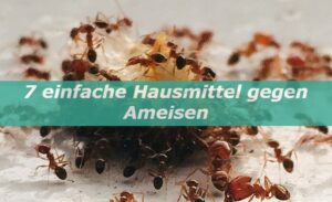 Hausmittel gegen Ameisen