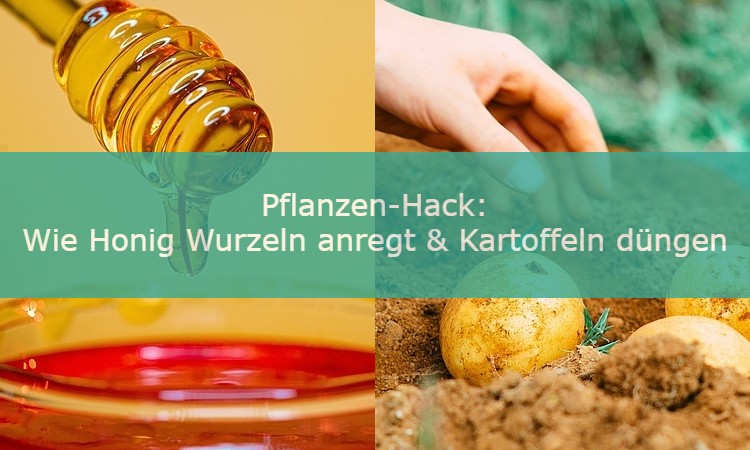 Pflanzen Hack mit Honig und Kartoffeln Pflanzen Hack mit Honig und Kartoffeln